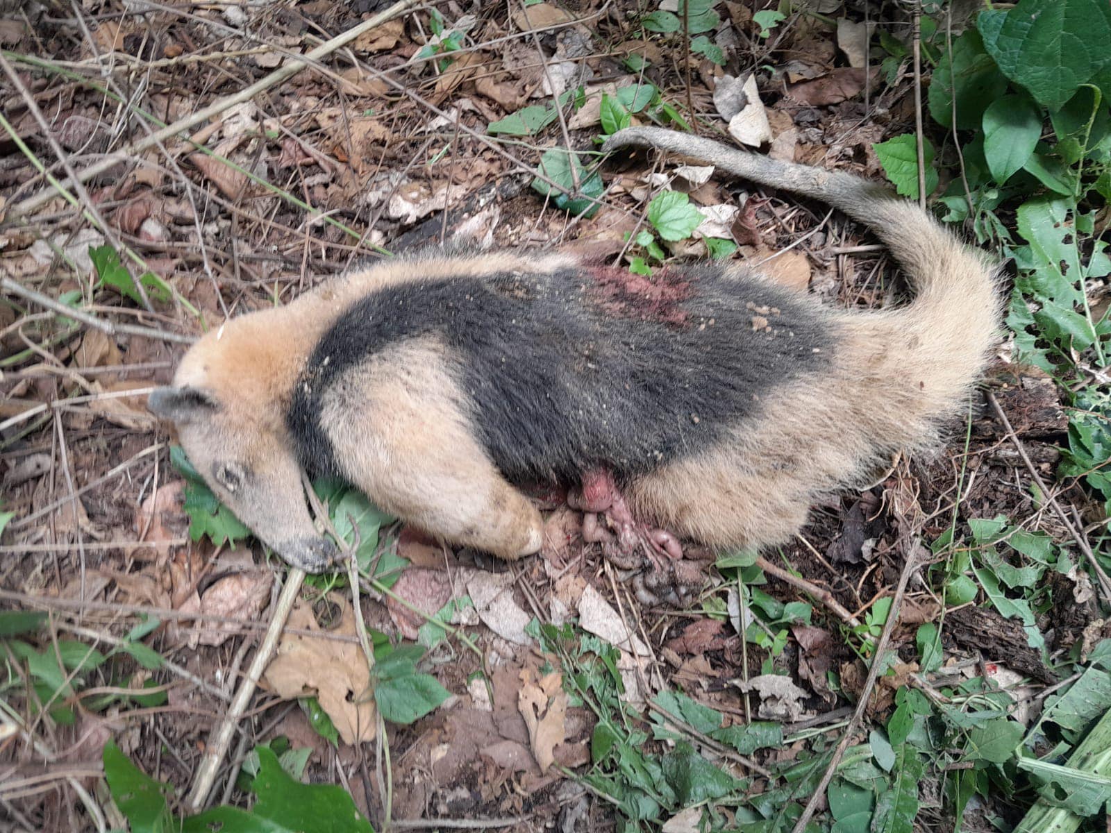Castillo de Teayo: Muerte de oso hormiguero causa indignación en la población