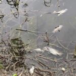 IQC Envenena el Río Tuxpan: José Manuel Ramírez González Desafía a las Autoridades y Pone en Peligro la Salud de los Habitantes de Álamo, Veracruz