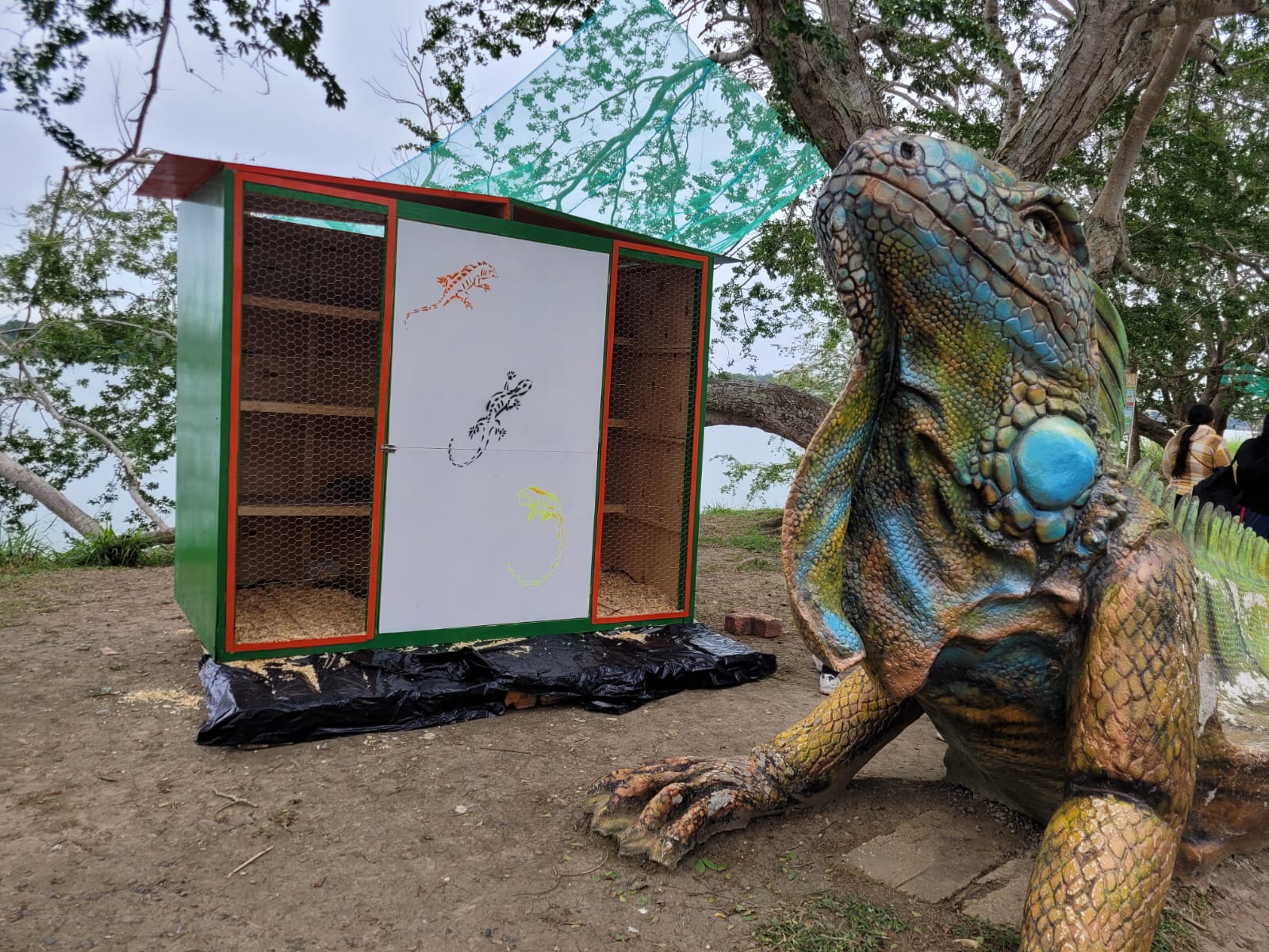Tuxpan: PC y Bomberos llevaron a cabo operativo de rescate de iguanas que resultaron afectadas por el frío