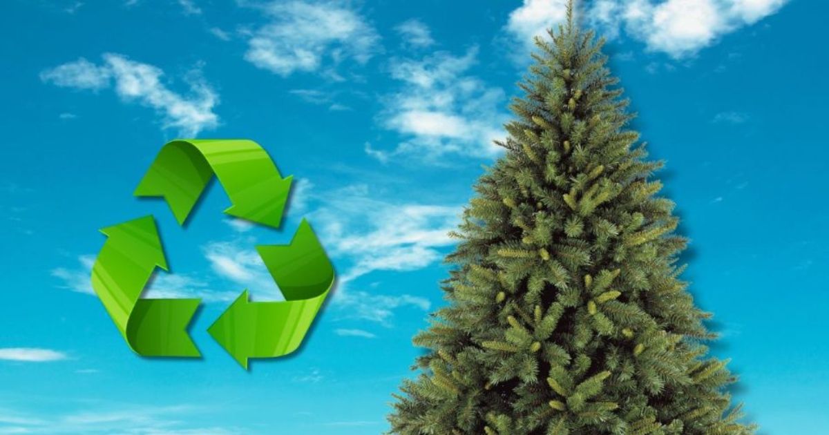 Inicia campaña de reciclaje de pinos de Navidad; se instalaron 5 centros de acopio en Tuxpan