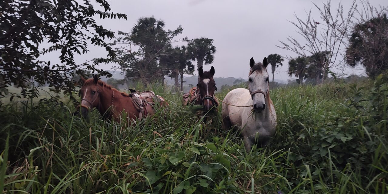 Asegura la Guardia Nacional División Carreteras tres caballos de dudosa procedencia en la autopista Tuxpan-Tampico