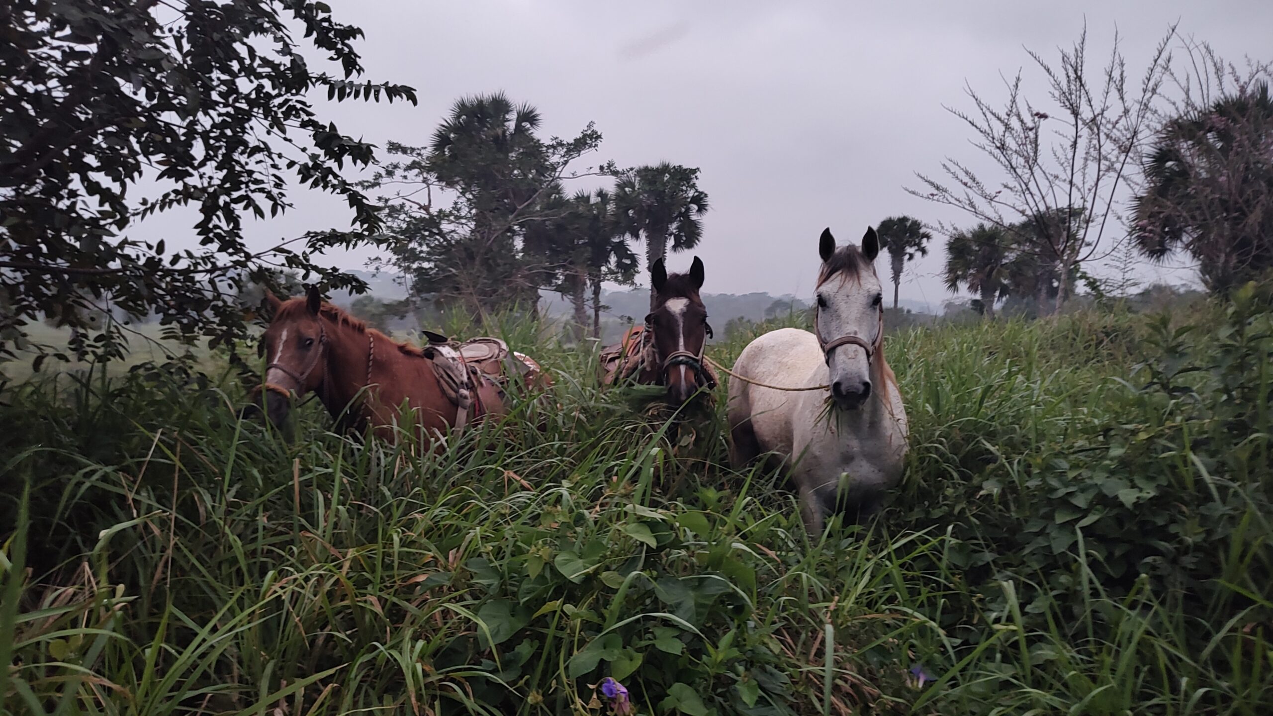 Asegura la Guardia Nacional División Carreteras tres caballos de dudosa procedencia en la autopista Tuxpan-Tampico