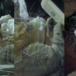 Álamo: Vecina indignada pide respeto por la vida de los animales tras envenenamiento de sus gatitos