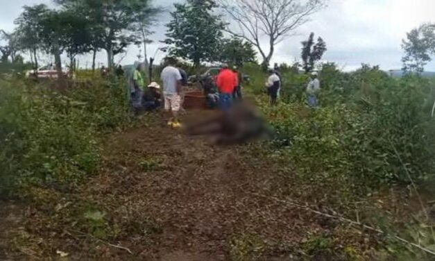 Incrementan los casos de abigeato en Chicontepec: Cuatreros sacrifican tres vacas