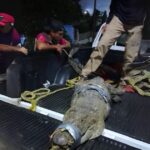 Capturan cocodrilo en Coatzintla: medía aproximadamente 2 metros