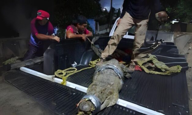 Capturan cocodrilo en Coatzintla: medía aproximadamente 2 metros