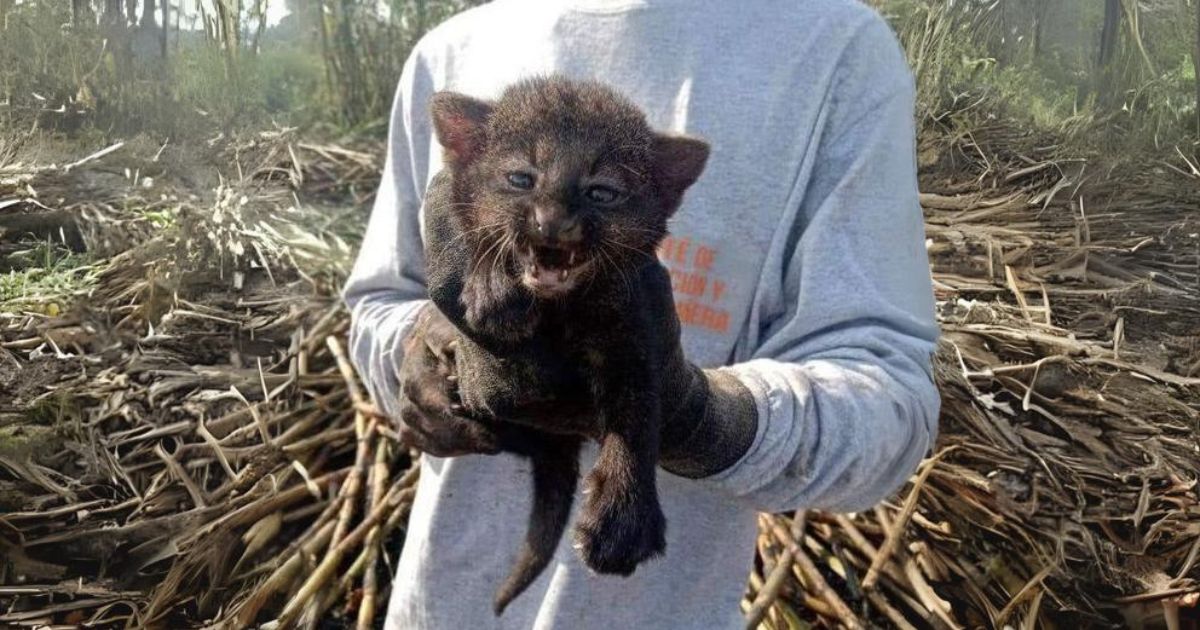 Pánuco: Cachorro JAGUARUNDI es salvado de morir quemado en cañaveral