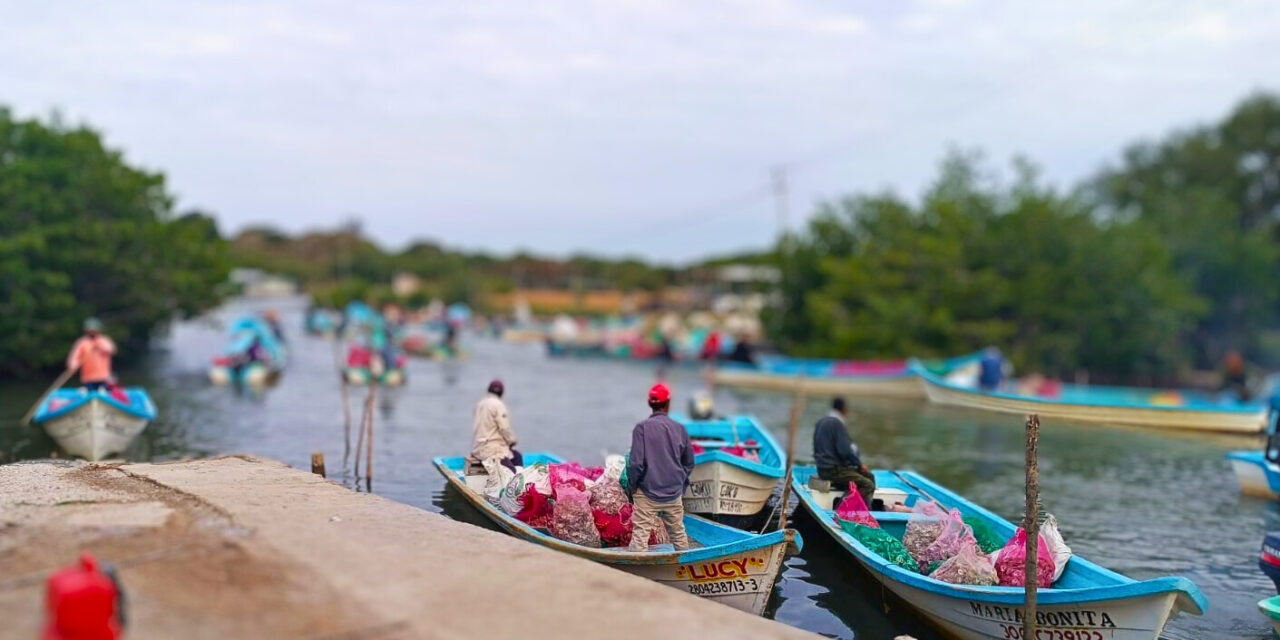 Tampico Alto: Pescadores buscan aumentar la producción de ostiones