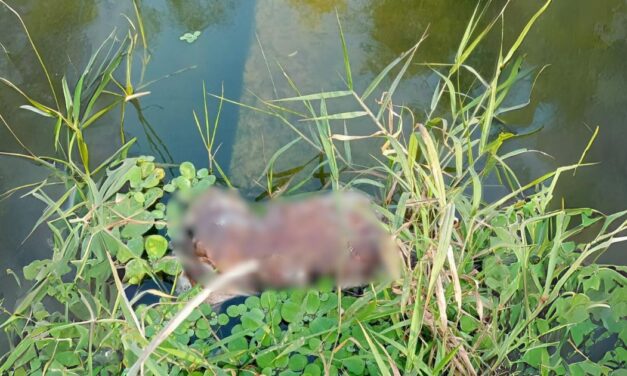 Naranjos: Retiran a perrito en estado de descomposición del río Tancochín