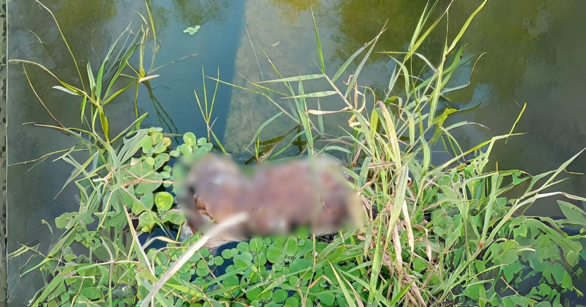 Naranjos: Retiran a perrito en estado de descomposición del río Tancochín
