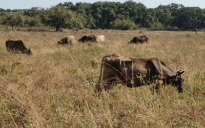 Sequía en la zona norte de Veracruz ha generado grandes pérdidas en el sector ganadero