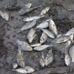 Severa mortandad de peces por sequía en el Jagüey de Tametate, Tantoyuca