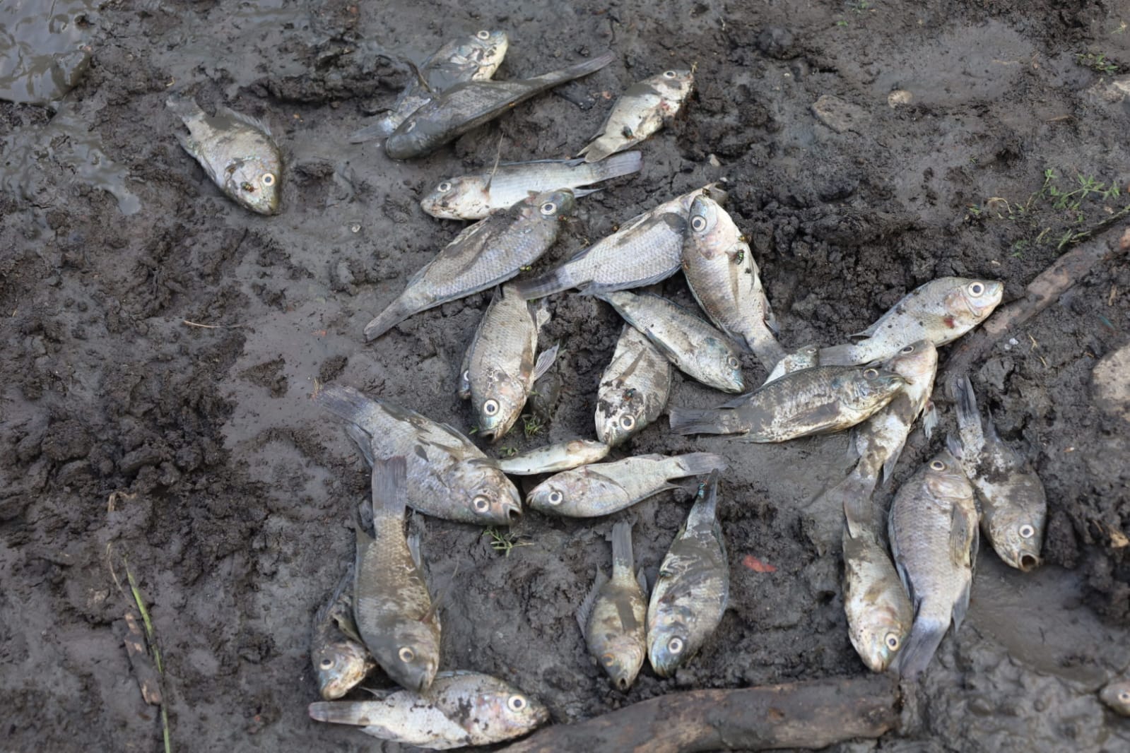 Severa mortandad de peces por sequía en el Jagüey de Tametate, Tantoyuca