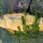 Ecocidio en el Río Tuxpan: Pescadores denuncian devastación ambiental en Álamo