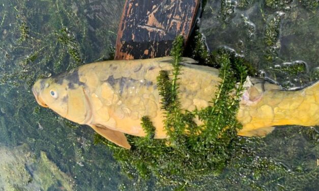 Ecocidio en el Río Tuxpan: Pescadores denuncian devastación ambiental en Álamo