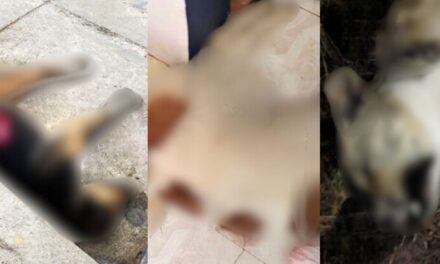 INDIGNA ENVENENAMIENTO MASIVO DE PERROS EN NARANJOS-AMATLÁN
