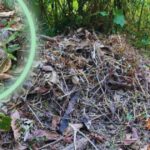 Tihuatlán: ¡Ejidatario localiza nido y cocodrilo en su propiedad!