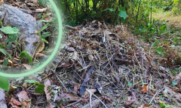 Tihuatlán: ¡Ejidatario localiza nido y cocodrilo en su propiedad!