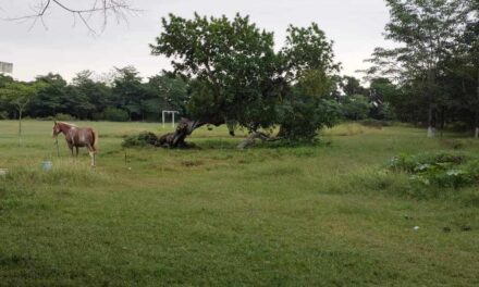 Denuncian abandono en la unidad deportiva de Naranjos