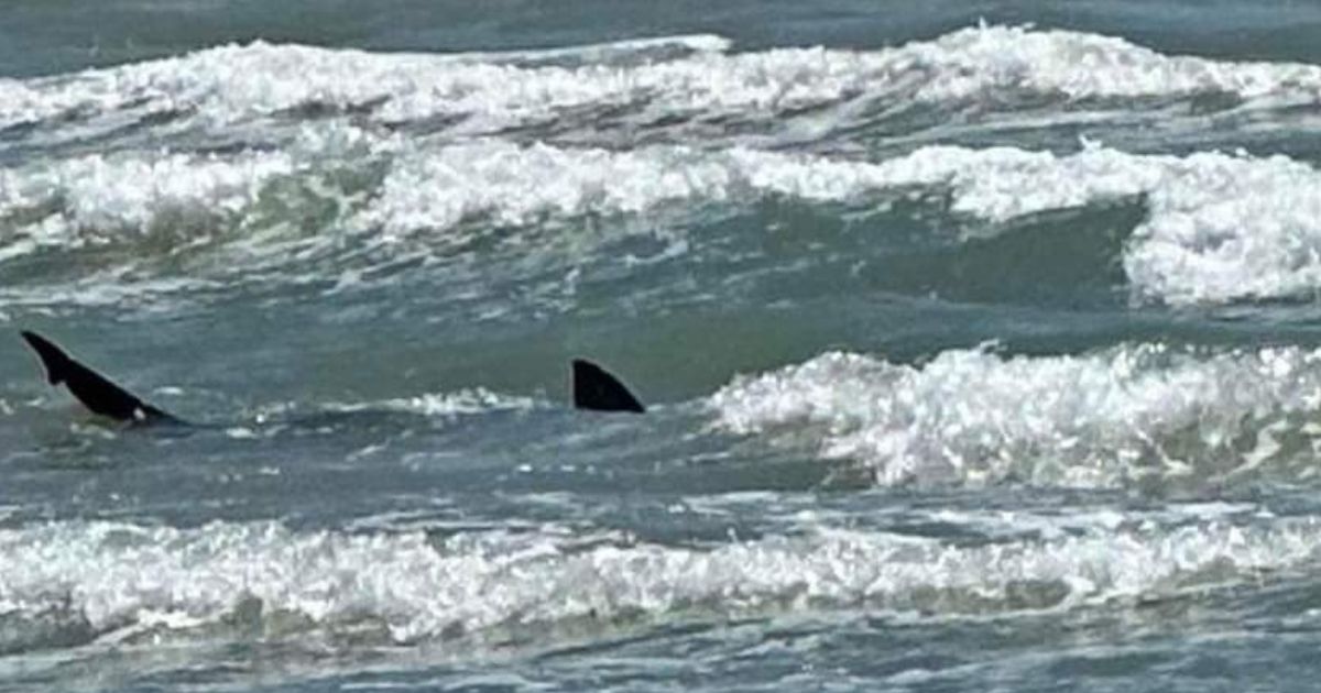 Internacional: Cuatro ataques de tiburón en  Padre Island