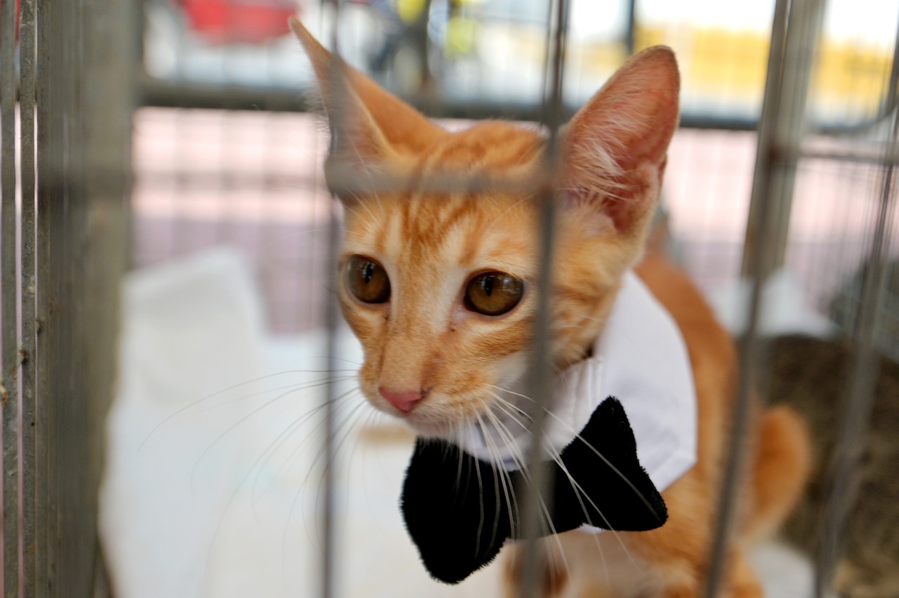 Todo un éxito la jornada de adopción de mascotas “Un Hogar para Todos”, en Tuxpan.