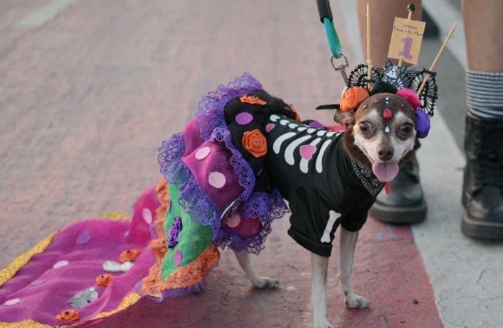 Tuxpan: Inscripciones abiertas para el 2° Concurso “Disfraza a tu mascota”, que se realizará el 27 de octubre, con motivo del Día de Muertos
