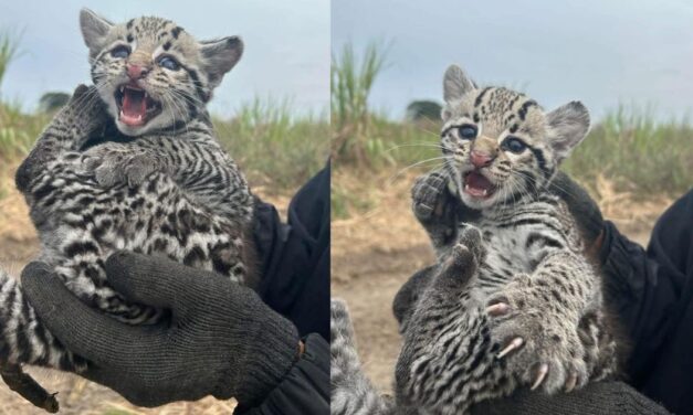Ocelotes rescatados en El Higo, Veracruz: una muestra de conciencia ambiental
