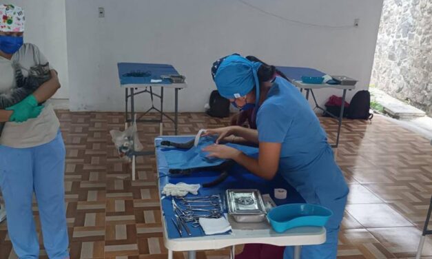 Continúan las jornadas de esterilización de mascotas en Álamo: La próxima será el 06 de abril