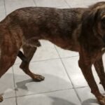Tuxpan: Rescatan perro maltratado en Petropolis