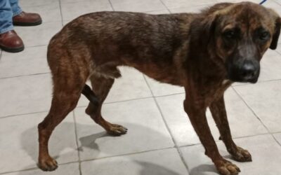 Tuxpan: Rescatan perro maltratado en Petropolis