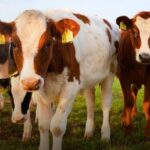 REALIZARÁN PLÁTICA DE “RABIA EN BOVINOS: ESPECIES GANADERAS” EN CITLALTÉPETL