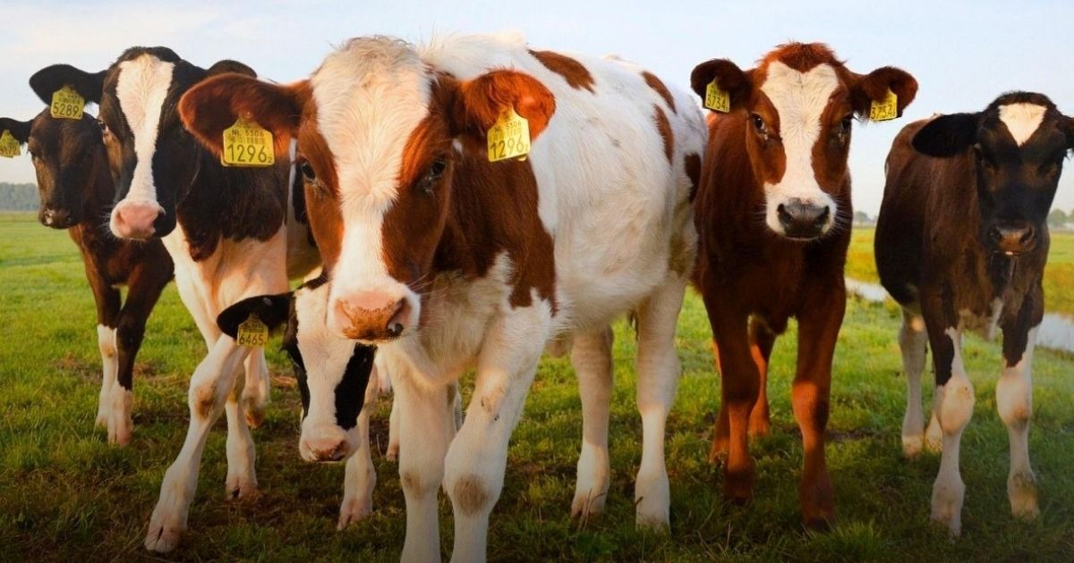 REALIZARÁN PLÁTICA DE “RABIA EN BOVINOS: ESPECIES GANADERAS” EN CITLALTÉPETL