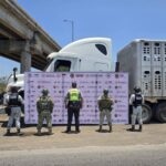 Golpe al abigeato: Aseguran camión con 69 vacas robadas en Tampico Alto