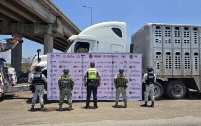 Golpe al abigeato: Aseguran camión con 69 vacas robadas en Tampico Alto