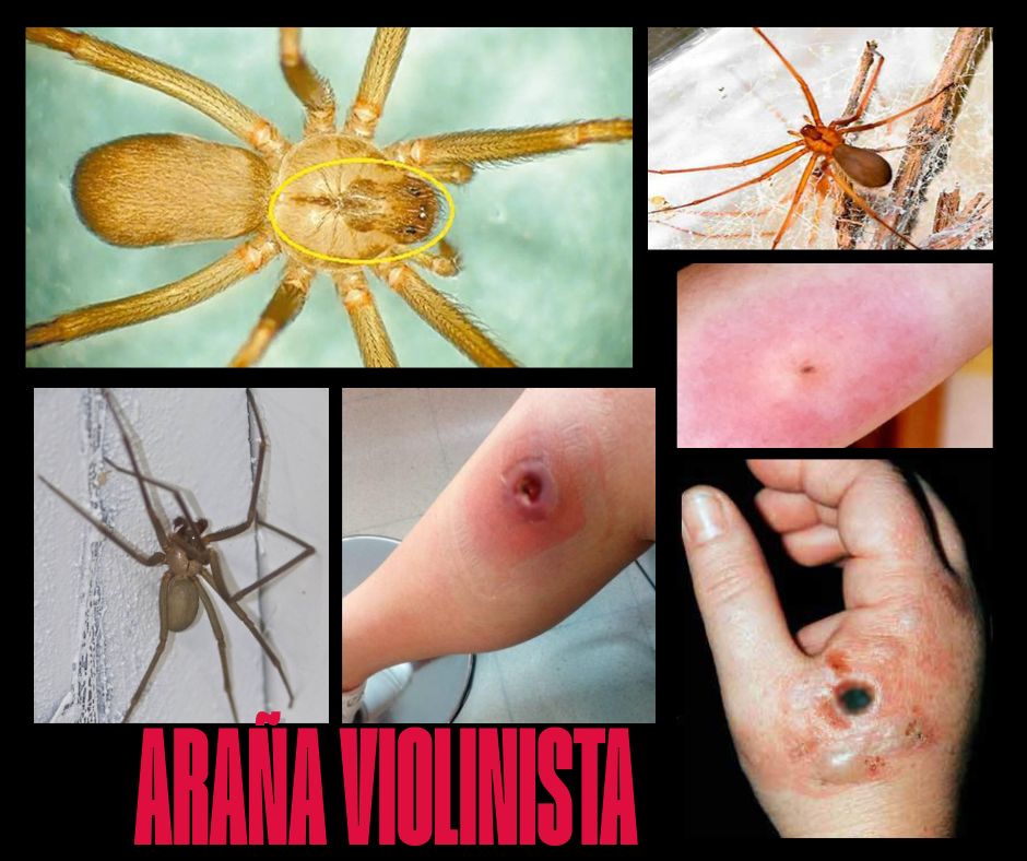 ARAÑA VIOLINISTA
