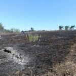 Alerta en Álamo por Reavivación de Incendios