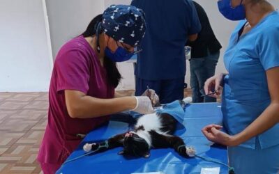 Jornada de esterilización de mascotas en Álamo: La próxima será el 08 de junio