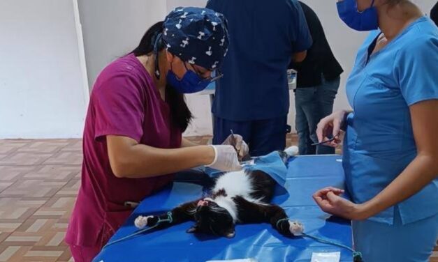 Jornada de esterilización de mascotas en Álamo: La próxima será el 08 de junio