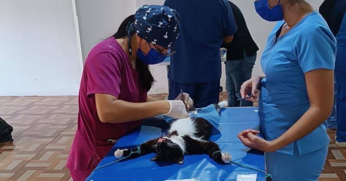 Jornada de esterilización de mascotas en Álamo: La próxima será el 08 de junio
