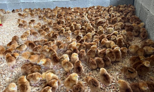 Entregan más de 5000 pollitos de engorda y ponedoras a familias de Ozuluama