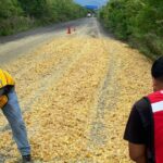 Evitan Accidente Mayor: PC retira bagazo de naranja regado sobre la carretera Cerro Azul-Potrero del Llano