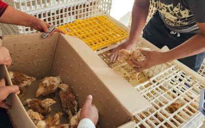 Se entregaron paquetes de pollitas ponedoras a productores de Tuxpan
