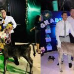 Insólito y emotivo: estudiante de secundaria recibe un becerro como regalo de clausura en Misantla