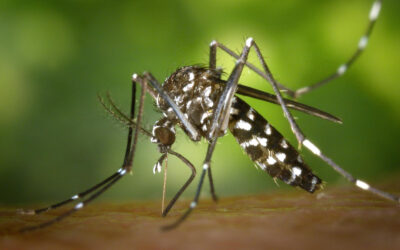 Veracruz supera los 1,000 casos de dengue en 2025; Pánuco continúa en “semáforo rojo”.