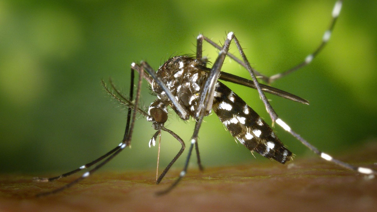 Veracruz supera los 1,000 casos de dengue en 2025; Pánuco continúa en “semáforo rojo”.