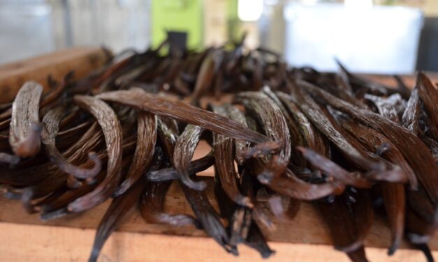 La vainilla del Totonacapan, emblema gastronómico y motor económico
