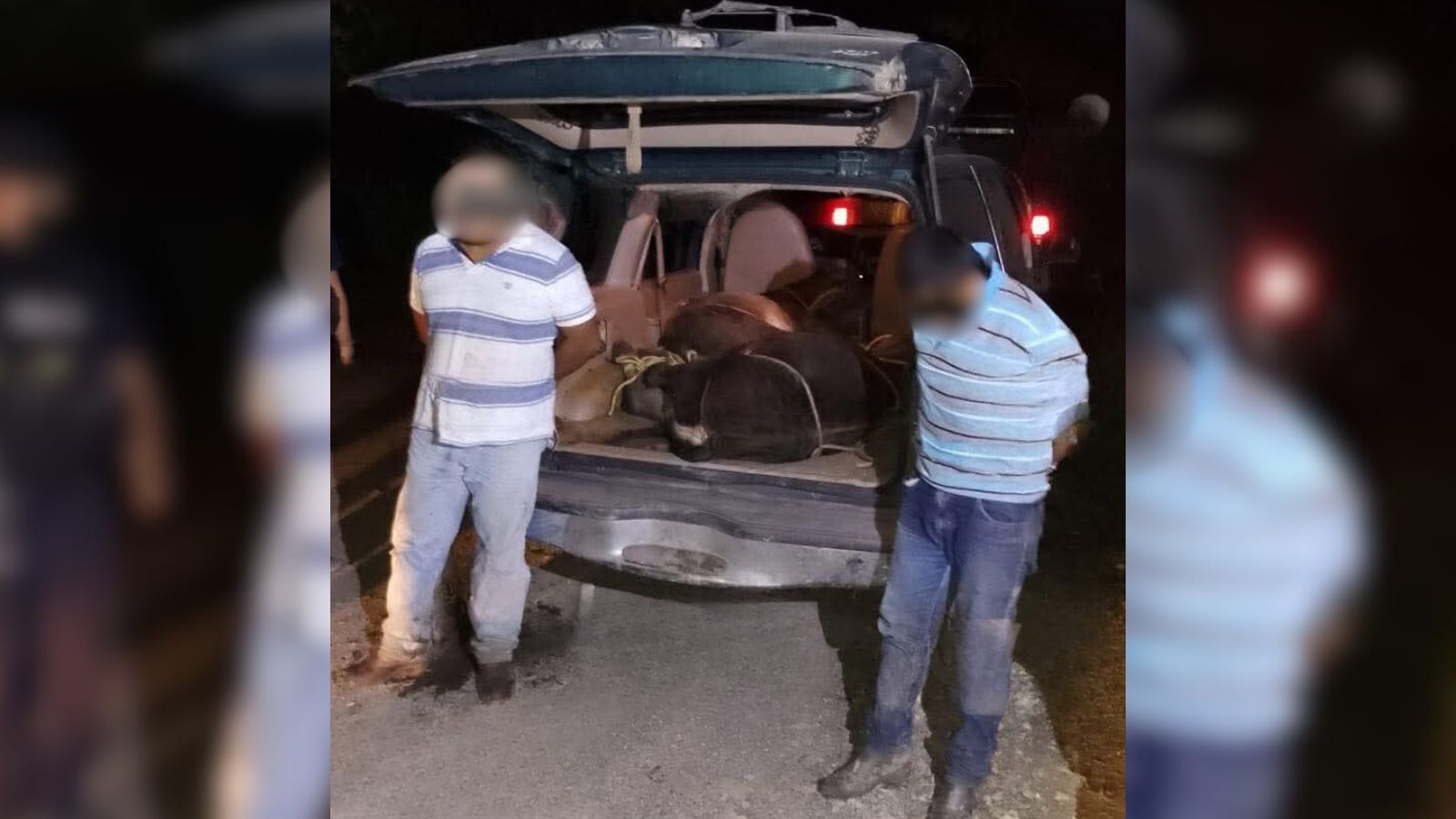 ¡Dos semovientes en una camioneta!: Autoridades detienen a dos sujetos por abigeato en Tantoyuca