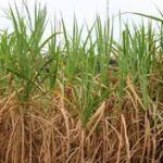 Veracruz celebra nuevo decreto que impulsa al azúcar nacional y beneficia a cañeros