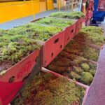 ¡Alerta Ambiental Navideña! Evita la Compra Ilegal de Heno y Musgo y Protege Nuestros Bosques