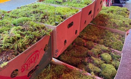 ¡Alerta Ambiental Navideña! Evita la Compra Ilegal de Heno y Musgo y Protege Nuestros Bosques